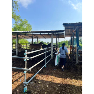 “ขี้วัวแห้งแท้ 100% 🌱 กระสอบ 15 โล เนื้อละเอียด ใช้งานง่าย ของพร้อมส่ง 🐄”
