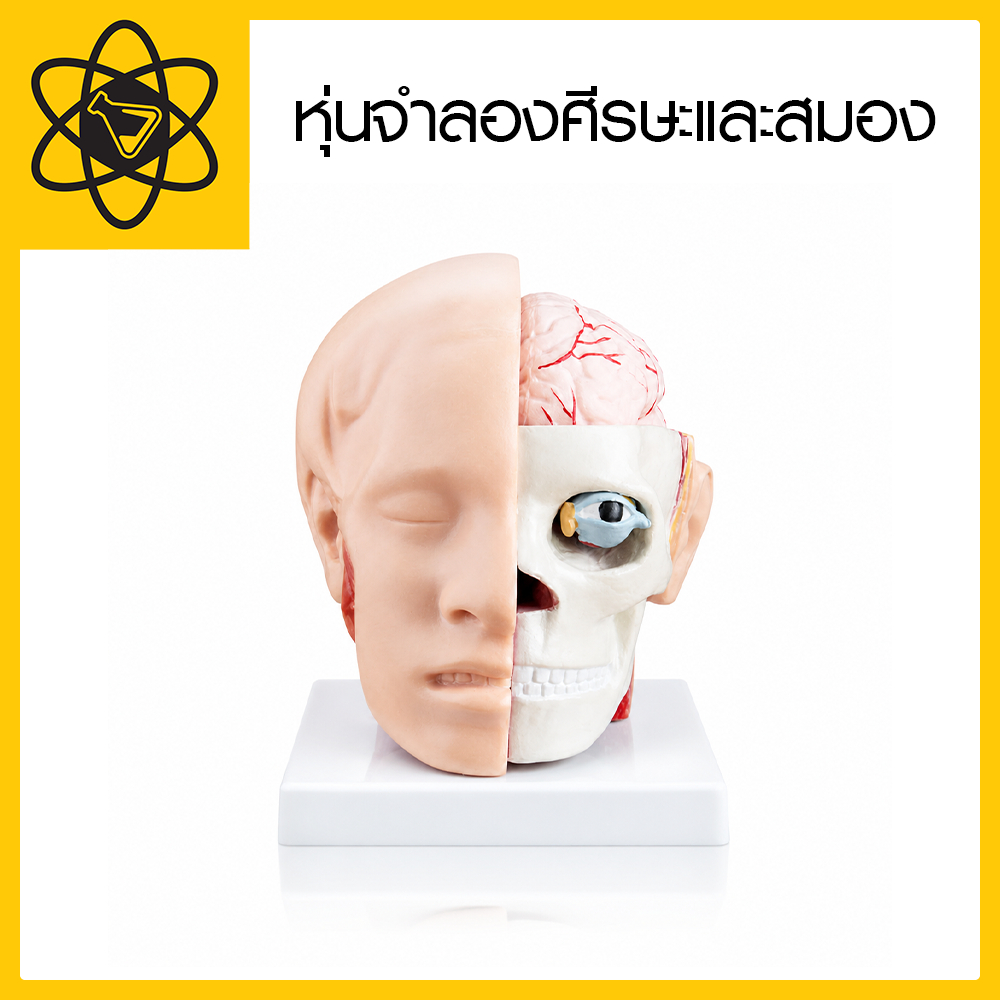 หุ่นจำลองศีรษะและสมองมนุษย์ (Anatomy Head & Brain Model) ขนาดเท่าจริง ถอดแยกได้ พร้อมฐานวาง1