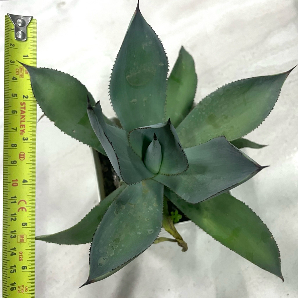 Agave Celsii Nova ขายต้นละ@ 365 บาท ราคา ถูกที่สุด ดีลบีเคเค แกลเลอรีภาพที่ 5