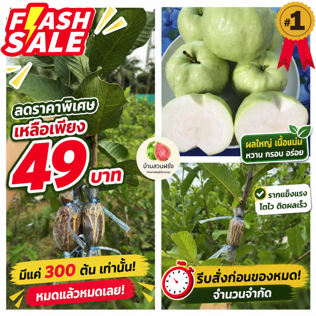 🍏ต้นฝรั่งสุ่ยมี่(สายน้ำผึ้ง)🔥ฟรี10แถม1🔥สั่งขั้นต่ำ 2 ต้น🔥