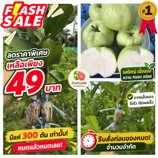 🍏ต้นฝรั่งสุ่ยมี่(สายน้ำผึ้ง)🔥ฟรี10แถม1🔥สั่งขั้นต่ำ 2 ต้น🔥