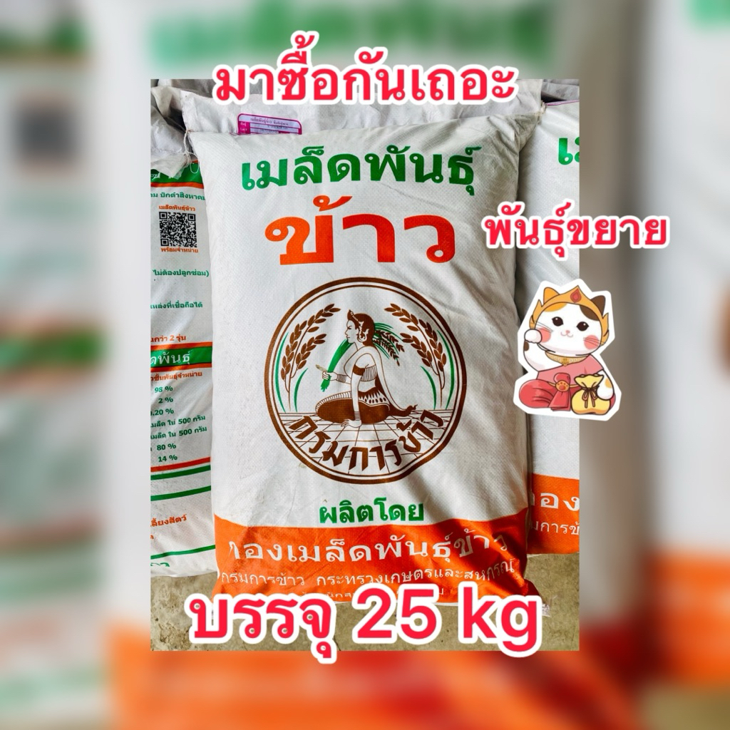 พันธุ์ข้าวหอมมะลิ105 กรมการข้าว พันธุ์ขยายและพันธุ์จำหน่าย (บรรจุ 25 kg./กระสอบ