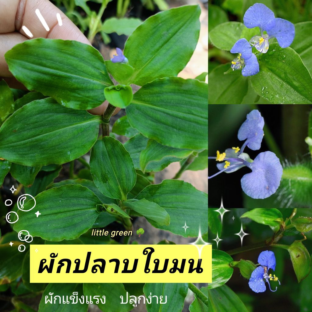 🌱ผักปราบใบมน 🌿ผักปราบ🌳 ผักเเข็งแรง💪 ส่งพร้อมกระถาง ✨💯