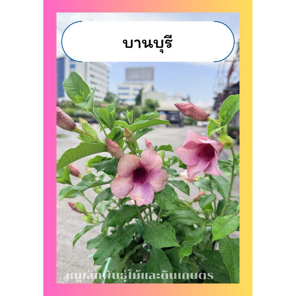บานบุรี สีม่วง ไม้พุ่ม ออกดอกทั้งปี แดดทั้งวัน กระถาง10นิ้ว