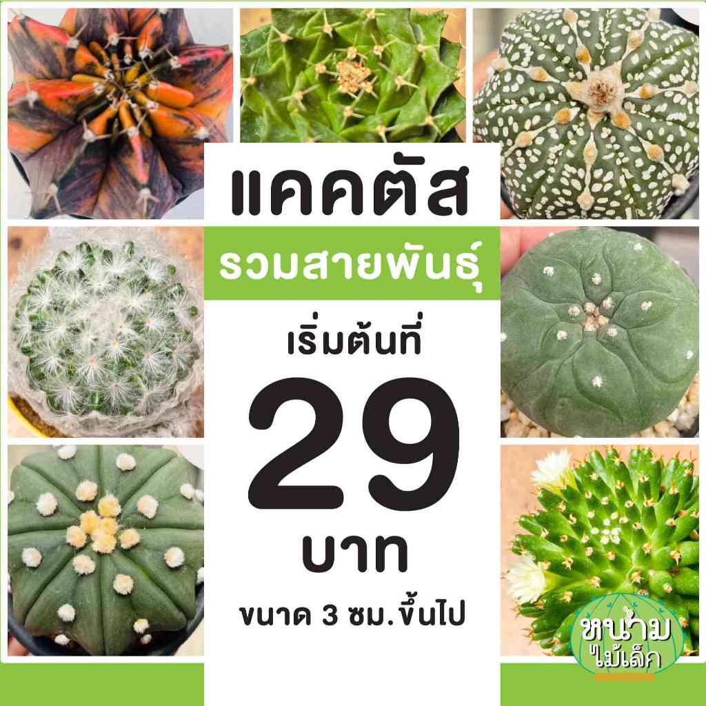 แคคตัสรวมสายพันธ์ุ ไม้เมล็ด แอสโตร แมมมิลลาเลีย ยิมโน โลโฟ กลีบกระทง เริ่มที่ 29 บาท