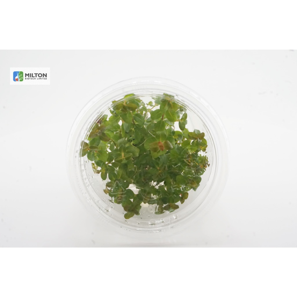 Ludwigia senegalensis