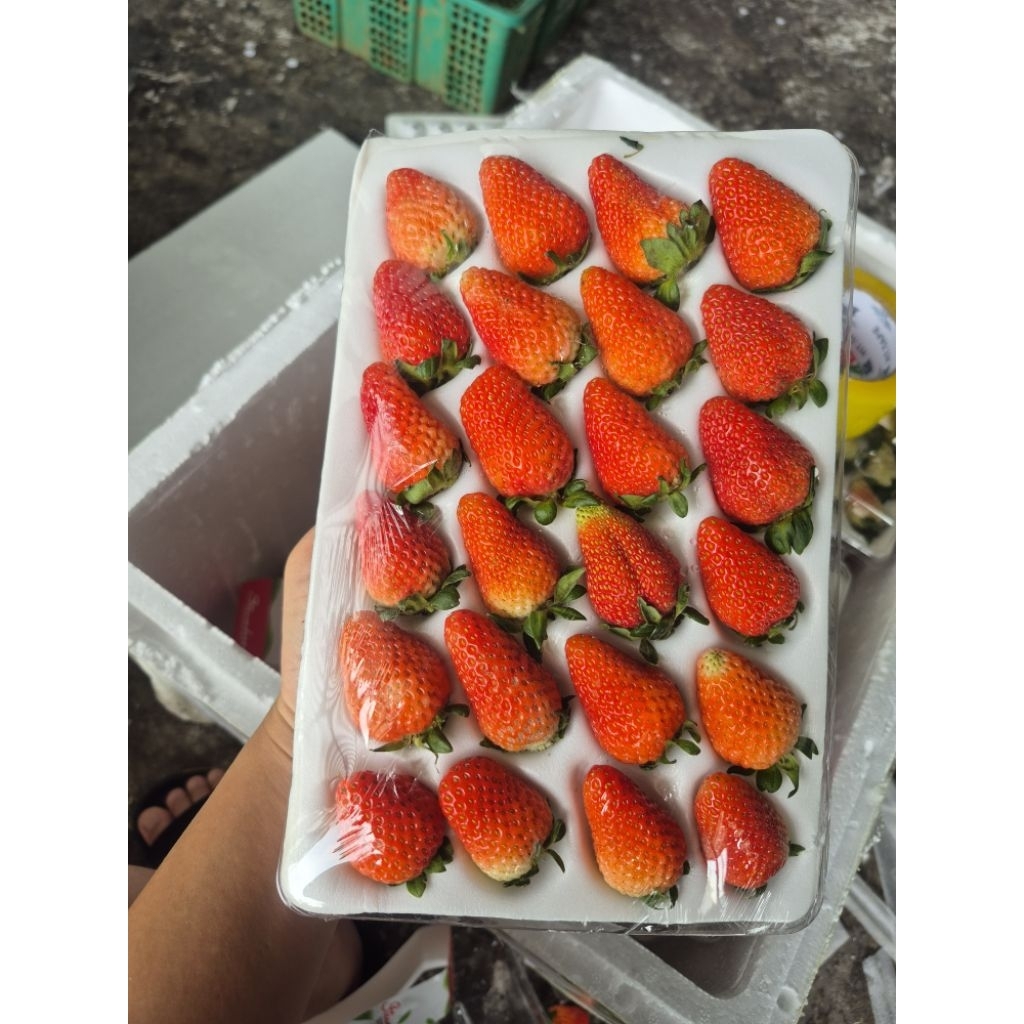 สตอเบอรี่สด 🍓คัดก่อนส่งค่ะ🍓สด ใหม่ แข็งแรง เดินทางได้ค่ะ🔖