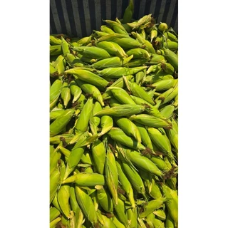 เมล็ดพันธุ์ข้าวโพดข้าวเหนียวขาวม่วงเหนียวหนึบ300เมล็ด59บาท ซื้อ 2 แถม 1 ซอง