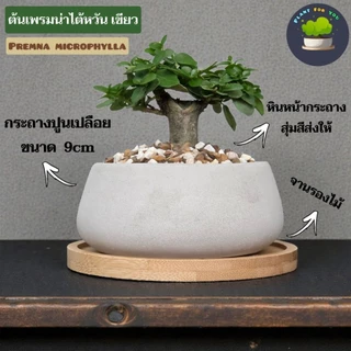 🌳บอนไซมินิ Bonsai Mini มีต้นหลายแบบ พร้อมกระถางปูนเปลือยทรงเตี้ย+จานรองไม้+หินหน้ากระถาง
