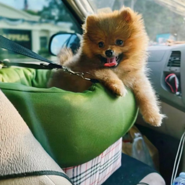 car seat สัตว์เลี้ยง ชมวิว