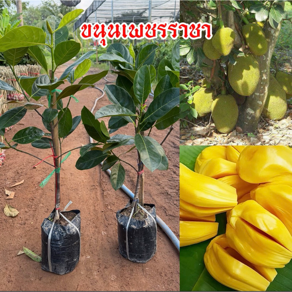 ต้นขนุนเพชรราชาแท้ 100% (ต้นทาบกิ่ง)