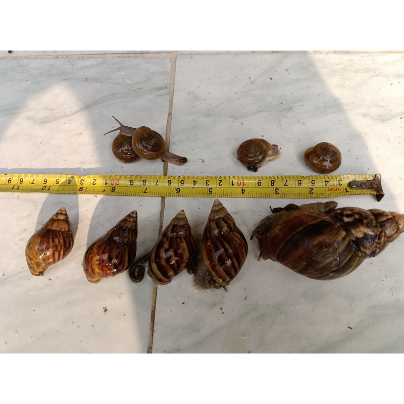 หอยทาก (Snails) 1 ตัวขนาดใหญ่มาก 4 ตัวขนาดกลาง 4 ตัวหอยนวล ตามภาพ 89 บาท HT205D