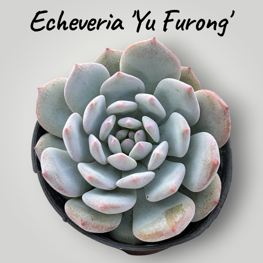 Echeveria 'Yu Furong‘ กุหลาบหิน ไม้อวบน้ำ ขนาด 2 นิ้วr
