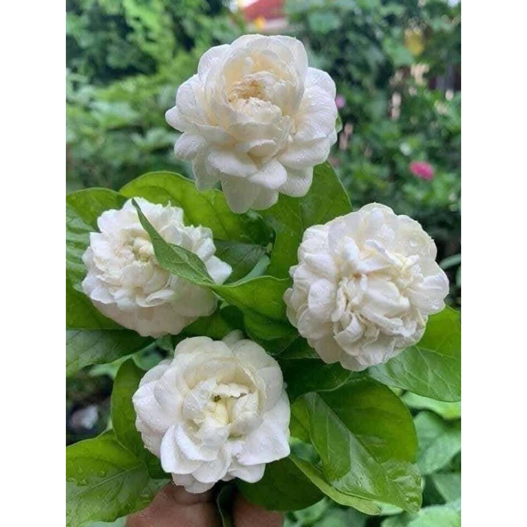 มะลิโบราณ 9 ชั้น🐝🌺🐝🌺🌺