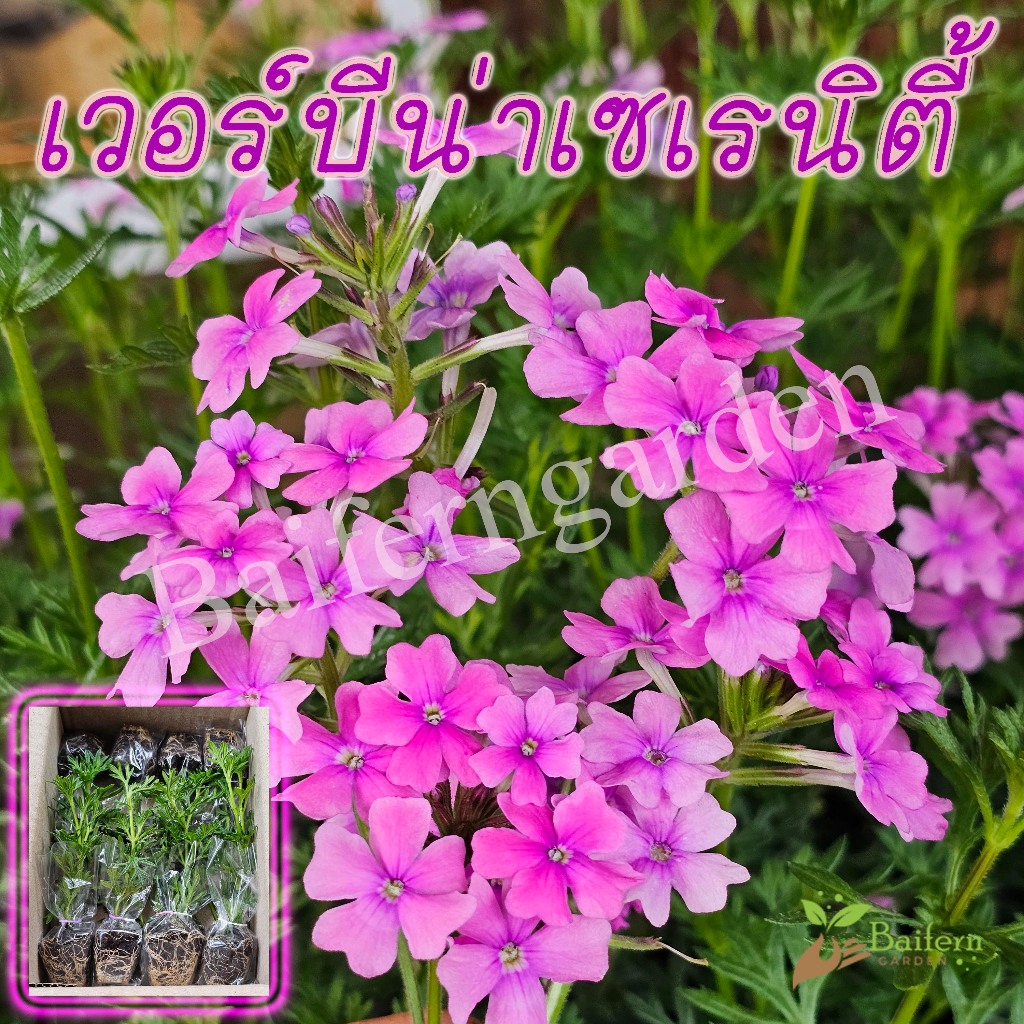 ต้นกล้าดอกเวอร์บีน่าเซเรนิตี้ (verbena serenity)  ดอกไม้กินได้ รากแน่นพร้อมปลูก เลี้ยงง่าย ต้นอายุหลายปี