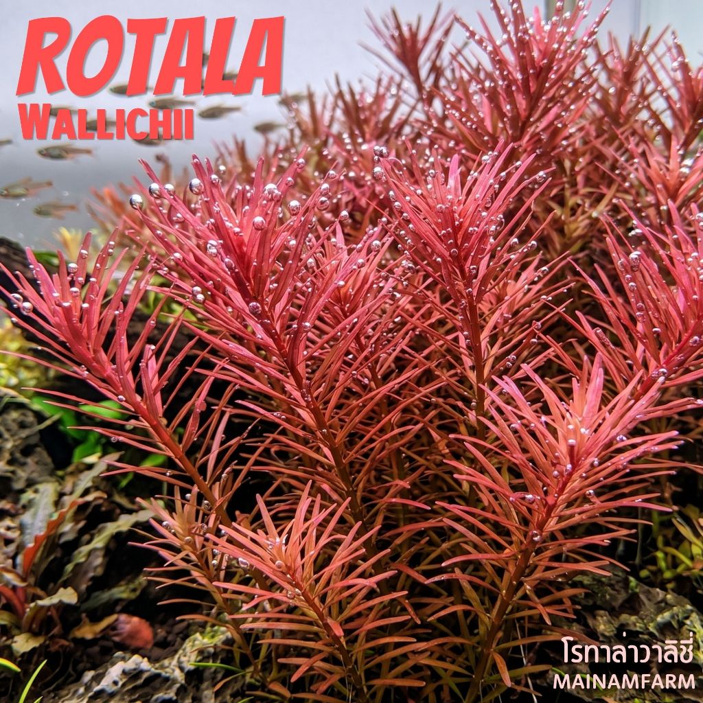 โรทาล่า วาลิชี่ (ใบบก) - ROTALA WALLICHII ต้นไม้น้ำ