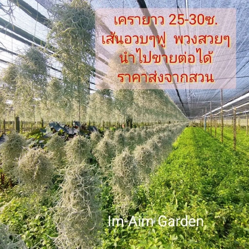 ((1ชุด10พวง))ต้นเคราฤาษีเส้นอวบๆฟูๆ ราคาย่อมเยาว์ ความยาว 25-30ซ.มีลวดพร้อมแขวน