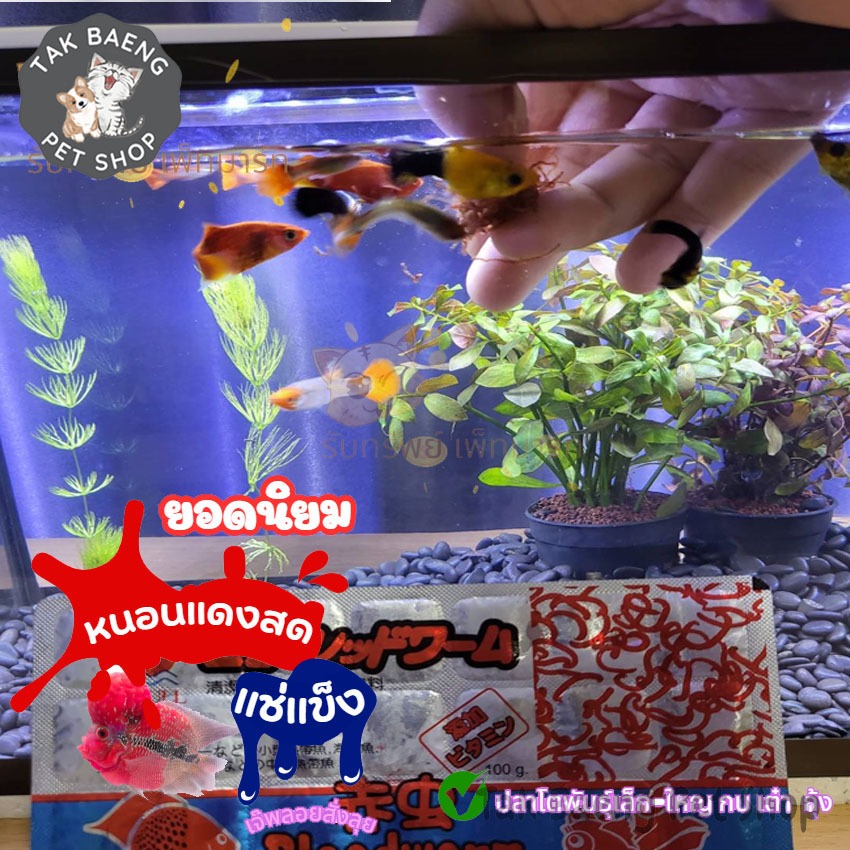 ส่งรวดเร็ว  หนอนแดงแช่แข็ง SE หรือ Seagull  ตัวเลือก 1-3 แพ็ค + แถมฟรี ! ถุงเก็บความเย็น หนอนสด สะอาดน้ำไม่เน่า