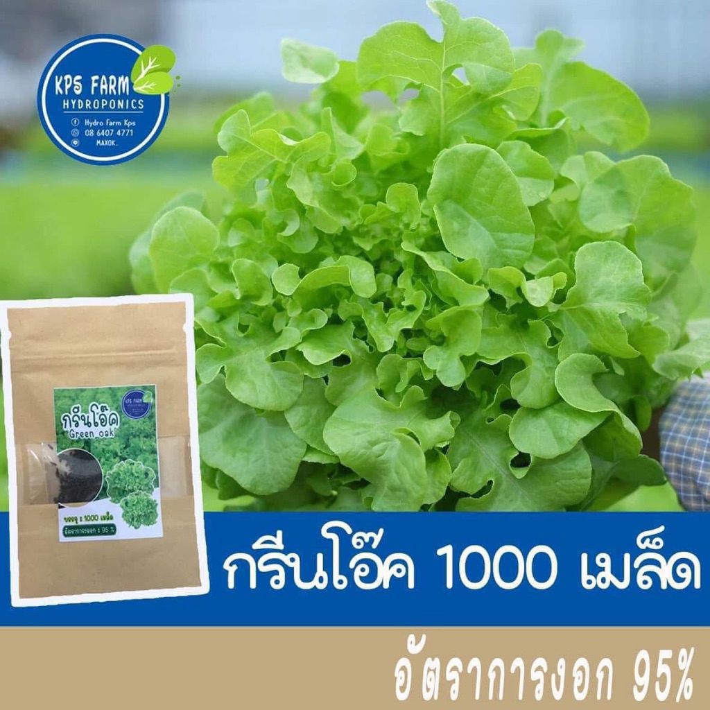 เมล็ดผักสลัด กรีนโอ๊ค เมล็ดเปลือย Vizir อัตราการงอก 98% น้ำหนักดีทนร้อน