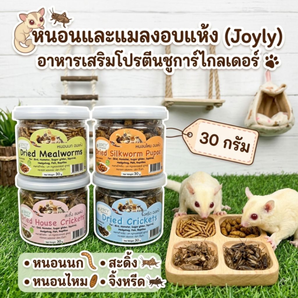 หนอนและแมลงอบแห้ง (กระปุก) สำหรับชูการ์ไกลเดอร์