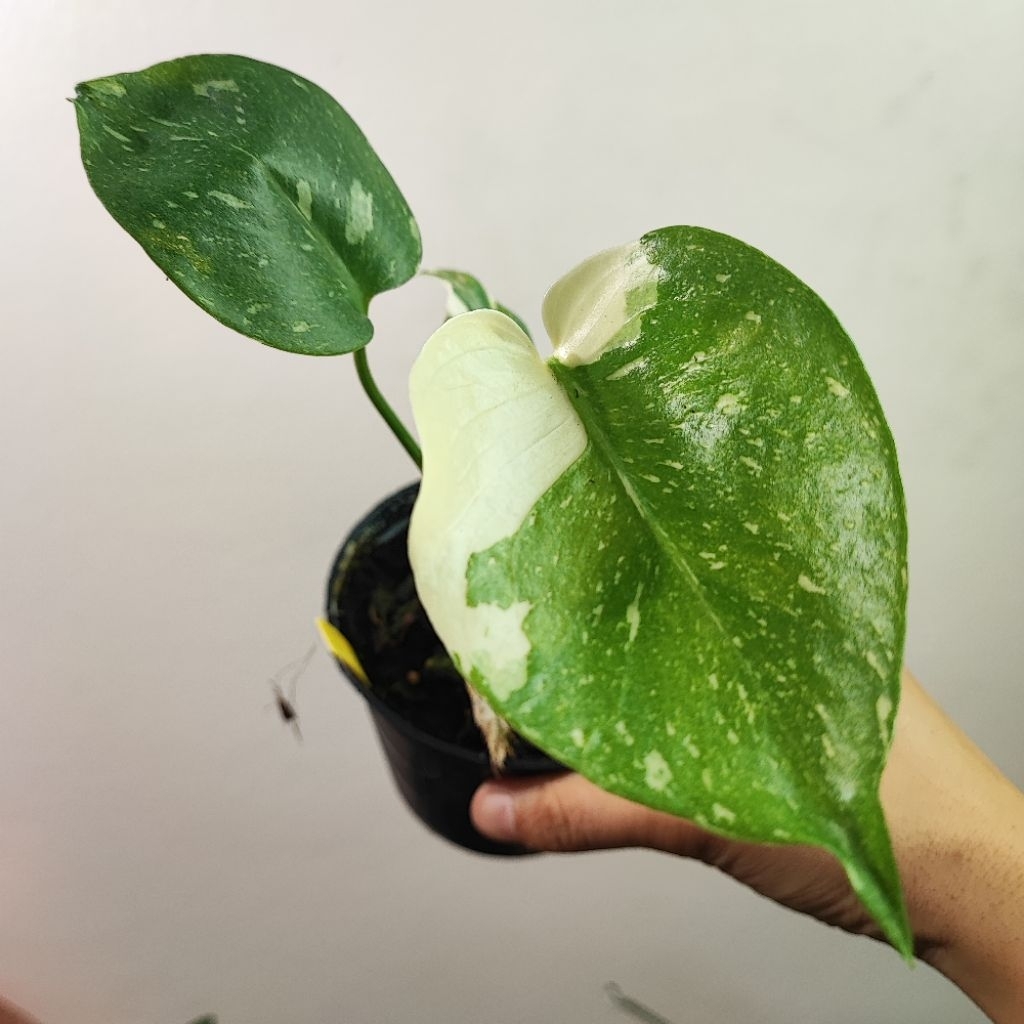 กระถาง4" มอนสเตอร่า ไทยคอนด่าง เลี้ยงน้ำได้ Monstera thaicon Thai Constellation Variegated เลือกต้นได้
