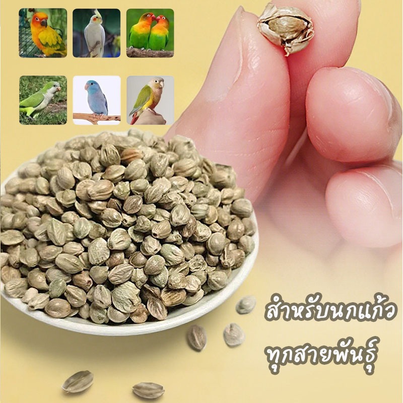 อาหารนก ขนมนก เมล็ดฮวยมั้ว เมล็ดเล็ก รางวัลในการฝึกนก ช่วยในเรื่องของอารมณ์นก ทำให้อารมณ์ดี ผลัดขนส่วยเร็วขึ้น นกแก้วขนา