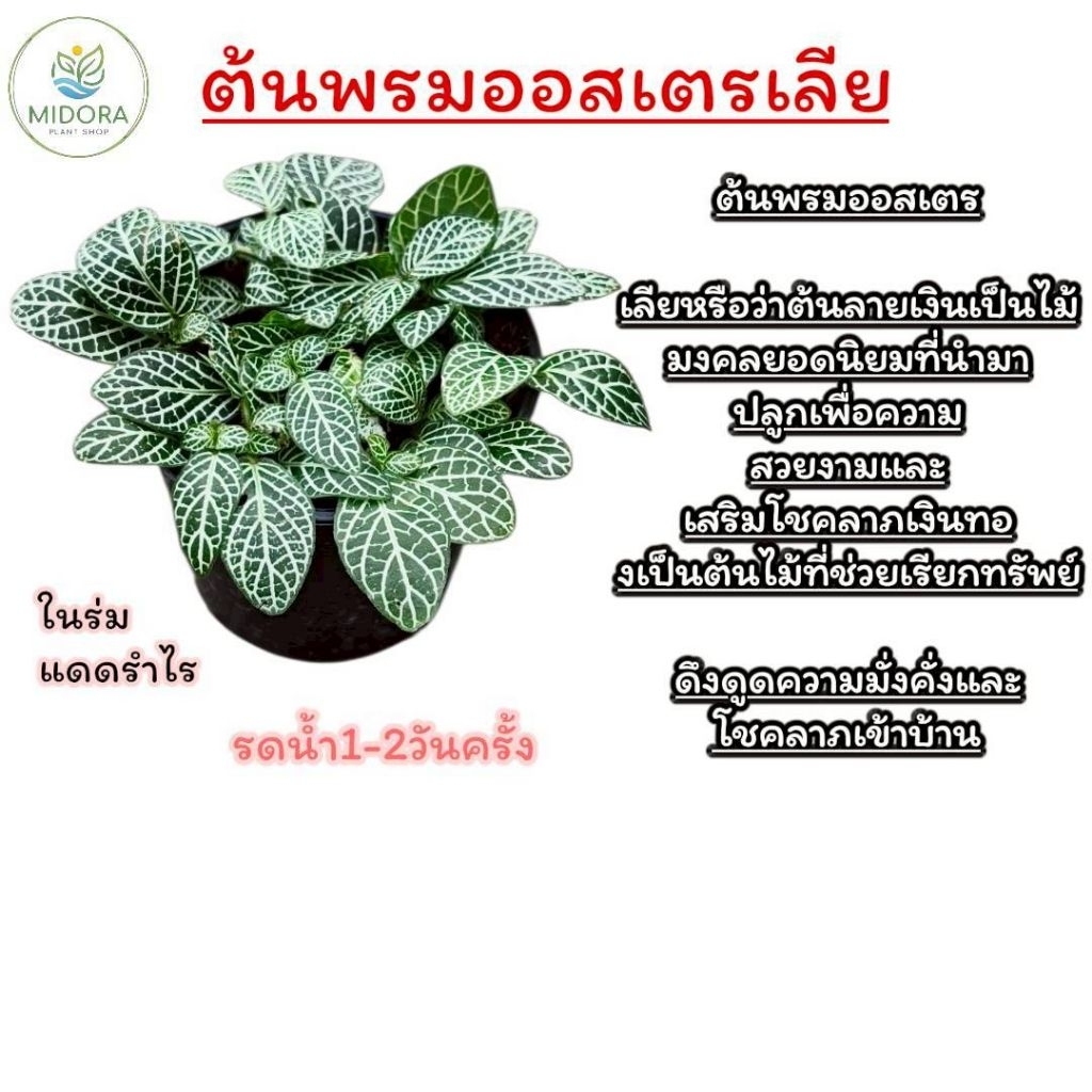 ต้นพรมออสเตรเลีย กระถาง 3 นิ้ว พร้อมจัดส่ง