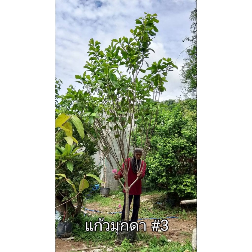 ต้นแก้วมุกดา สูง 3 เมตรขึ้นไป ส่งหน้าบ้านทั่วไทยค่ะ