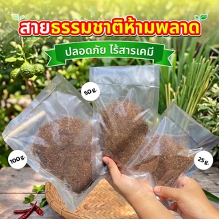 สมุนไพรคนเฒ่า ยาฉุน คนแก่กินกับหมาก