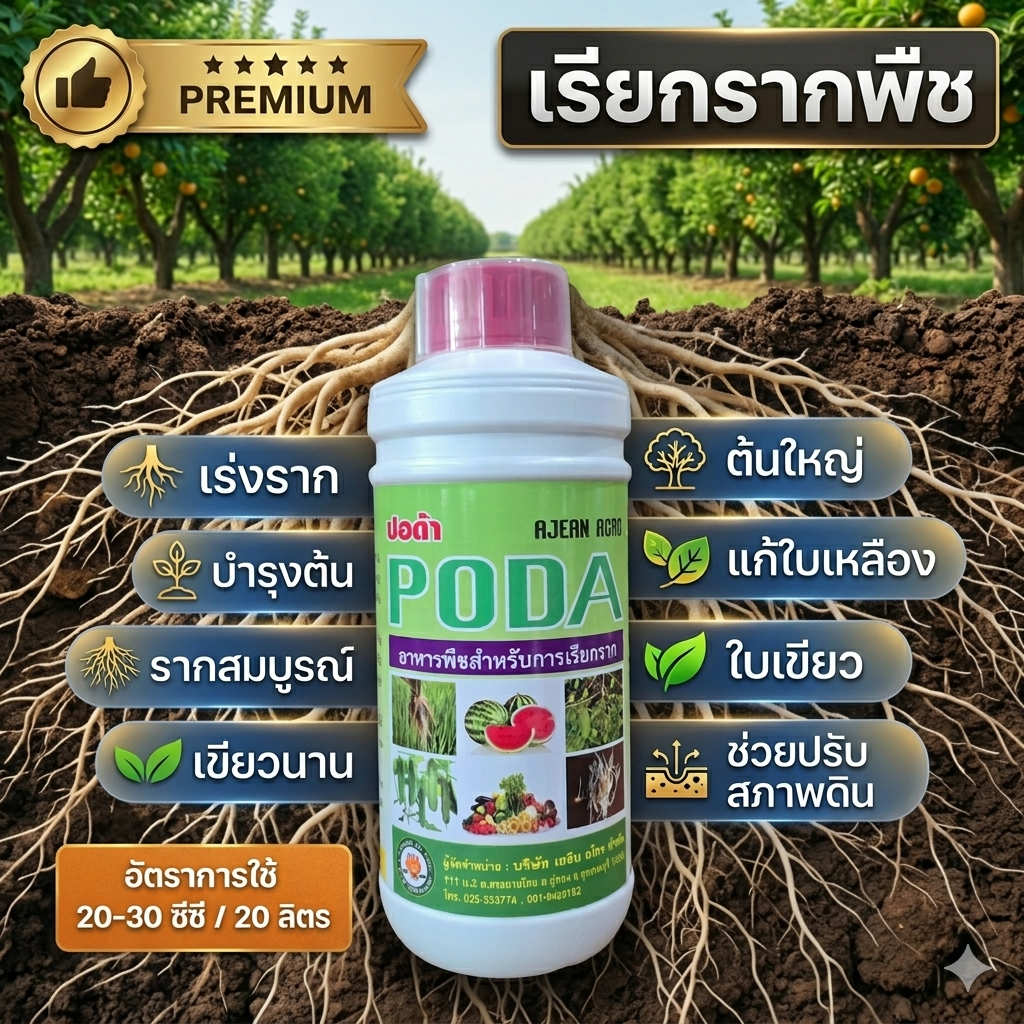 ปอด้า (เรียกรากพืช) เร่งราก ใบเขียว ต้นใหญ่ กินปุ๋ยเก่ง มีส่วนช่วยแตกรากใหม่ รากยาวสมบูรณ์ มีส่วนช่วยปรับสภาพดิน