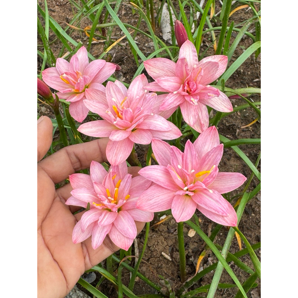 บัวดินสีชมพูดอกซ้อน Z.Seeda,สีดา หัวละ100บาท