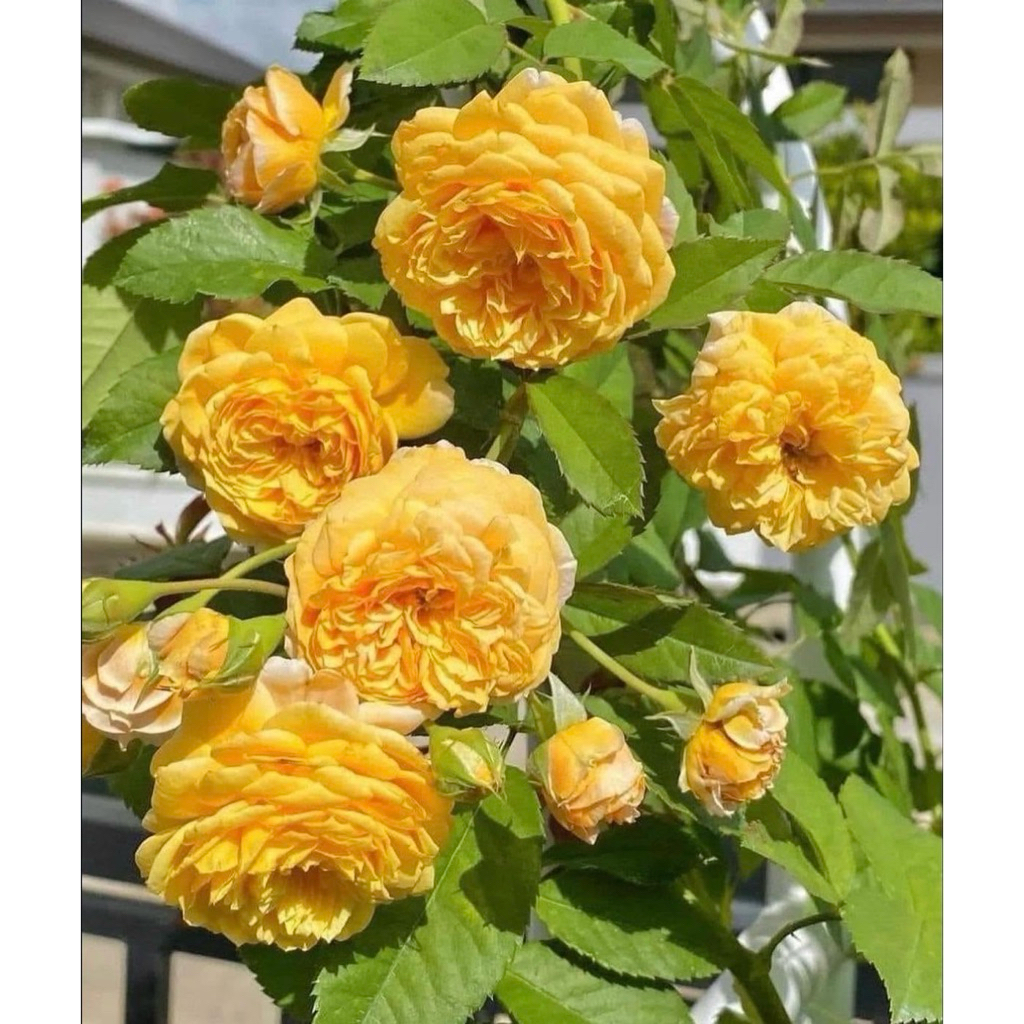 กุหลาบสายพันธุ์ เจอรี่ เจนนิ่ง (Jerry Jening) ไม้เลื้อย สีเหลืองดอกช่อพวง กลิ่นหอม ดอกดก รอบดอกเร็ว