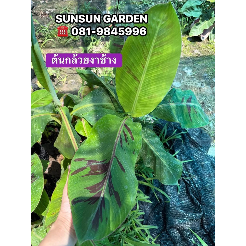 ต้นพันธุ์กล้วยงาช้าง หลุดด่าง (จากแม่ด่าง) หน่อชำ 🌱 ต้นแข็งแรง