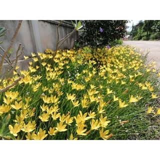 บัวดินสีเหลืองขมิ้น / บัวสวรรค์ (Rain Lily) 20 หัว คละไซส์