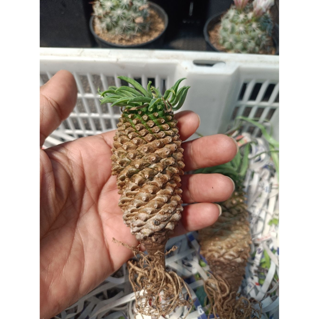 ยูโฟเบีย คิริน (Euphorbia Sotetsu Kirin) ไม้สายพันธุ์นำเข้าจากญี่ปุ่น