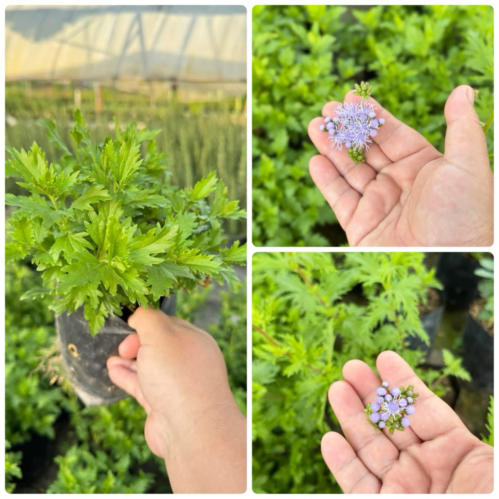 เกรกฟลาวเวอร์ Gregg's Mistflower//ดอกล่อผีเสื้อ