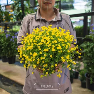 Treeno.9 แม็คคาโดเนีย Mecardonia กระถางแขวน 8 นิ้ว สูง 25-30 cm. ดอกสีเหลือง ออกดอกเยอะตลอดทั้งปี ไม้ดอก ไม้ประดับ