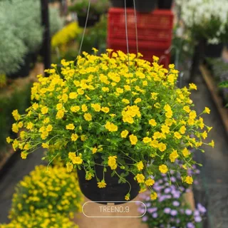 Treeno.9 แม็คคาโดเนีย Mecardonia กระถางแขวน 8 นิ้ว สูง 25-30 cm. ดอกสีเหลือง ออกดอกเยอะตลอดทั้งปี ไม้ดอก ไม้ประดับ