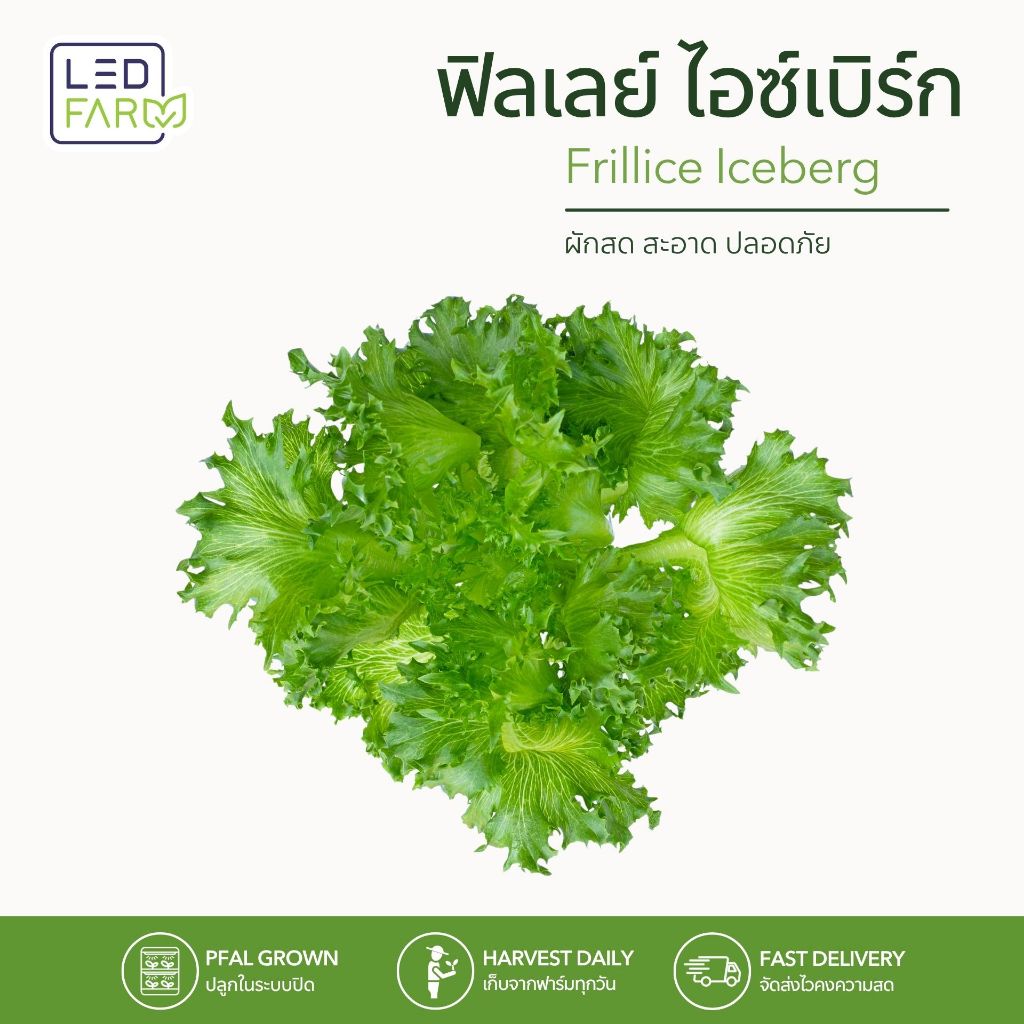 ฟิลเลย์ Frillice Iceberg Lettuce ผักสลัดตัดสด ใบกรอบสด