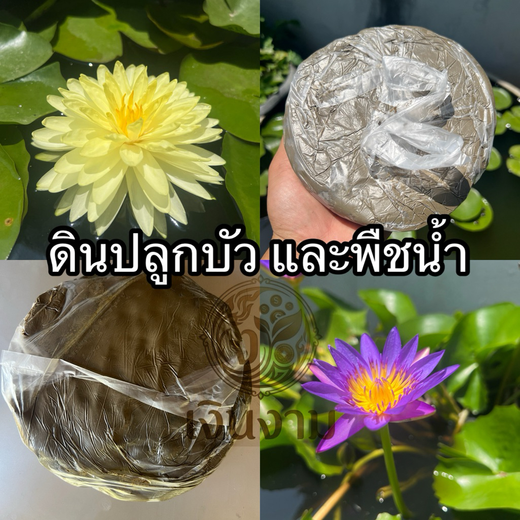 ดินปลูกบัว ดินเหนียว ดินปลูกไม้น้ำ ดินปั้น 1 KG.