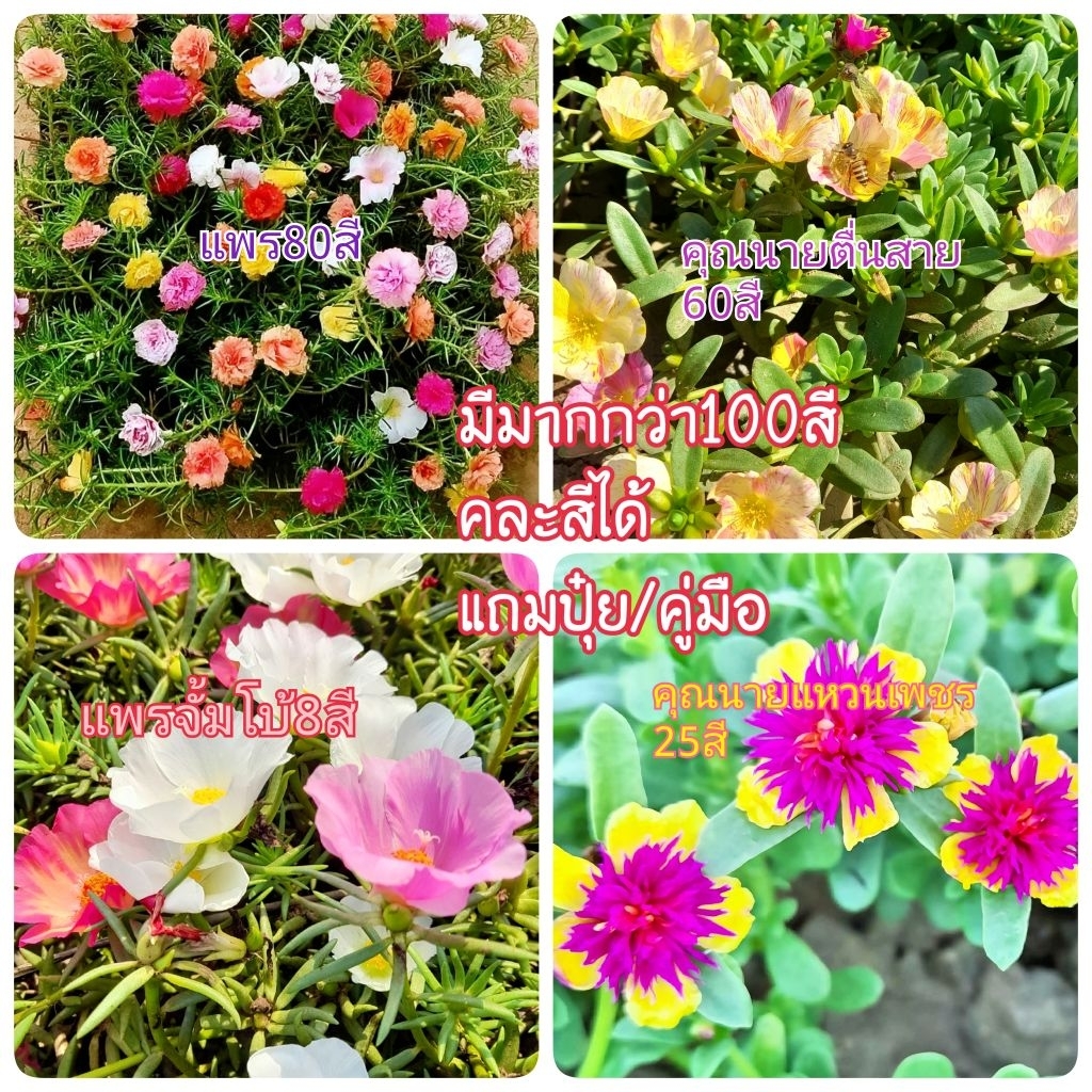 แพรเซี่ยงไฮ้80สี/คุณนายเลือกสีได้50สี❤️คุณนายแหวานเพชร25สี❤️แพรจั้มโบ้8สี ตัดสดส่งด่วน