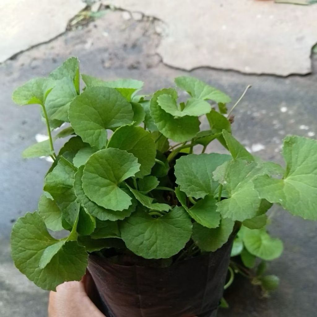 🌿 ใบบัวบกสด ปลูกง่าย โตไว ใบสวยแน่นถุง 🌿 5 แถม 1