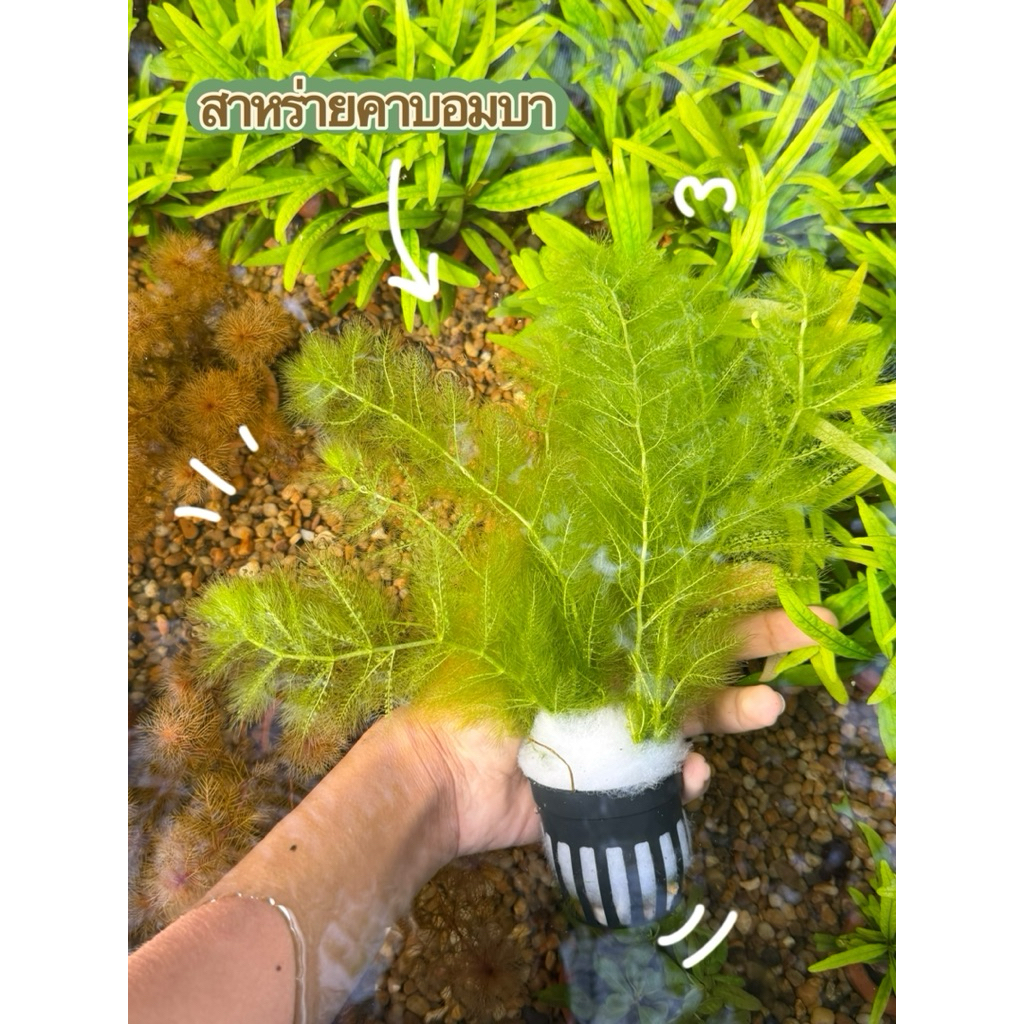 สาหร่ายคาบอมบาพุ่มใหญ่สีเขียวสวยช่วยเพิ่มความธรรมชาติเป็นที่อยู่อาศัยของปลา