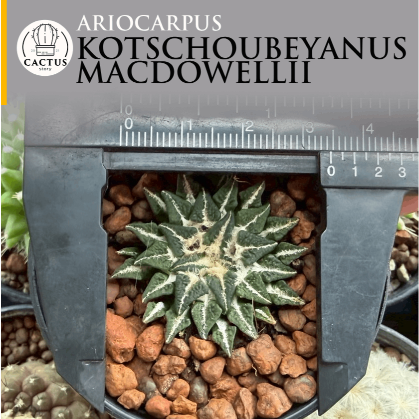 Ariocarpus kotschoubeyanus macdowellii ไม้เมล็ด กระถาง 2.5 นิ้ว