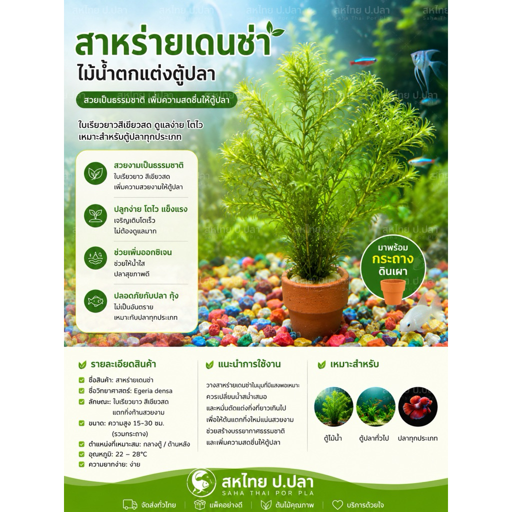 สาหร่ายเดนซ่า (7แถม 1)พร้อมกระถาง ต้นไม้น้ำ ใส่ตู้ปลา อ่างปลา ปลากินได้เลี้ยงง่าย