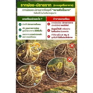 ปุ๋ยเม็ด แคลเซียมคลอไรด์ ขนาด 1 กก. (Ca 27%)ผนังเซลล์พืชแข็งแรง ป้องกันดอกหลุดร่วง ผลแตก