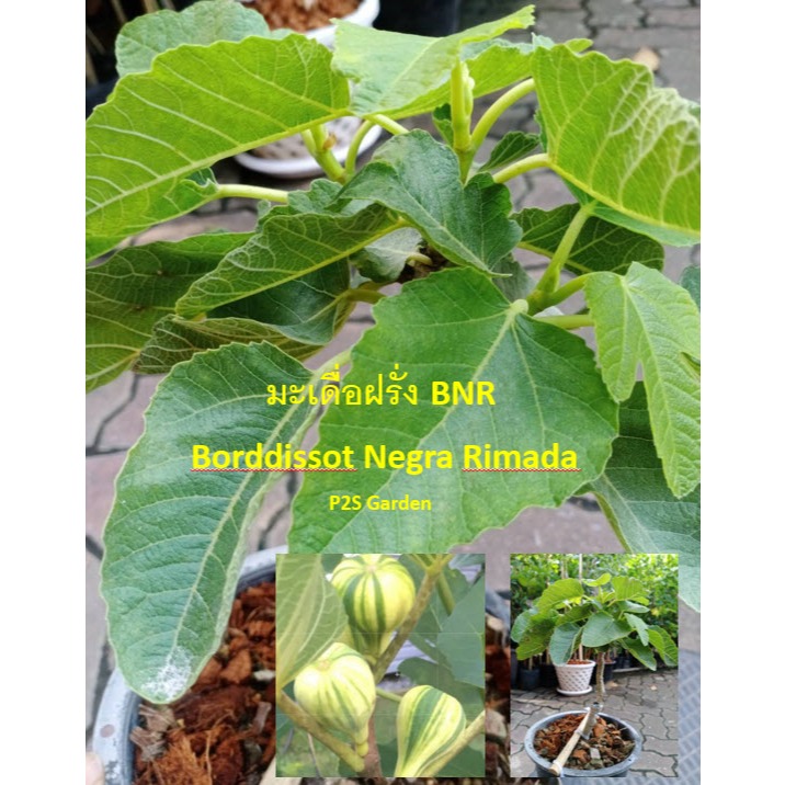 ต้นมะเดื่อฝรั่ง บีเอ็นอาร์ BNR - Bordissot Negra Rimada ต้นเสียบยอดตอป่าอิตาลี