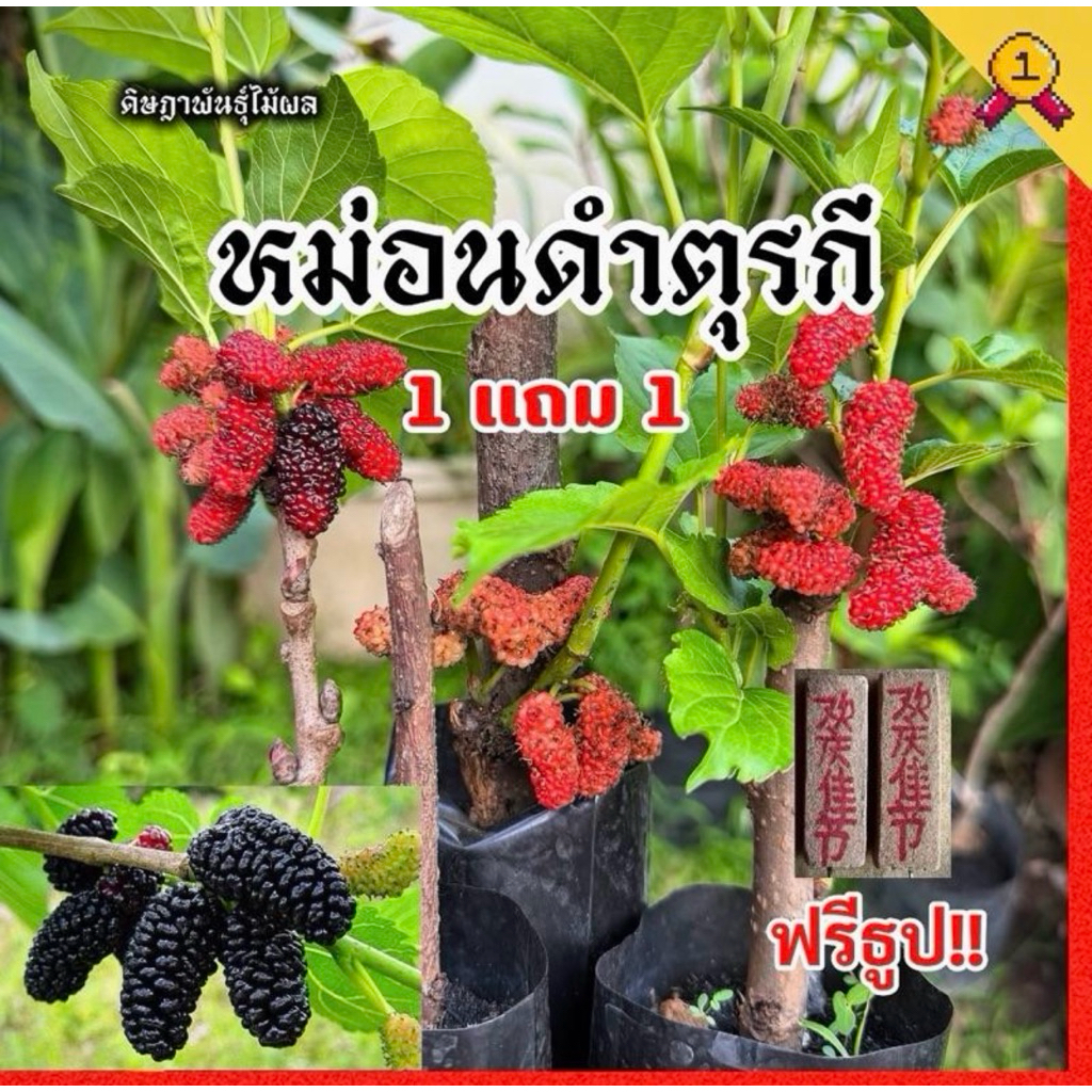 ต้นหม่อนดำตุรกี 1 แถม 1