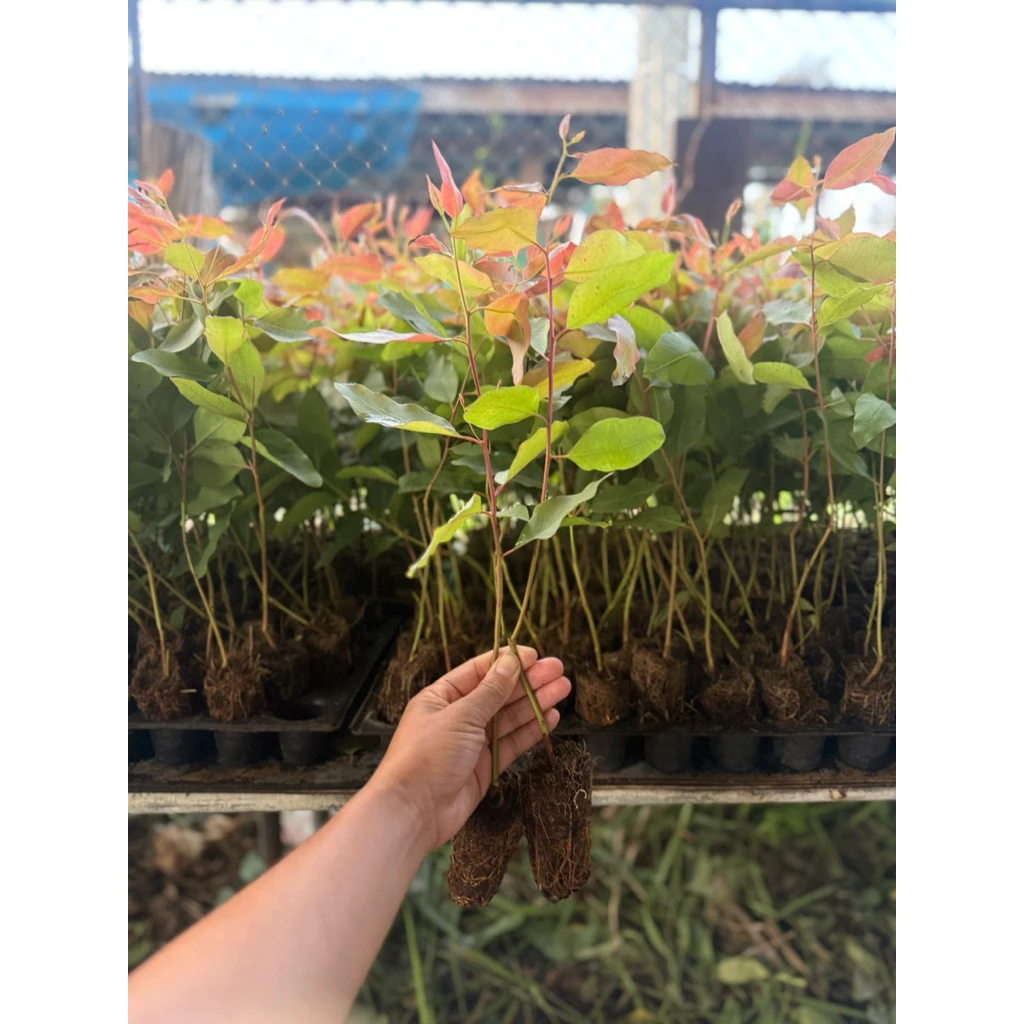 ยูคาลิปตัส ต้นกระดาษพร้อมส่งK7 ชุด 50ต้นเนื้อเยื่อ เพาะหลอด