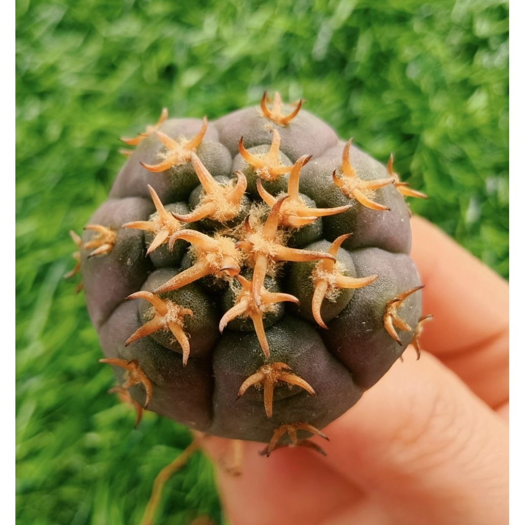 พร้อมส่ง🌵แคคตัสยิมโนเขากระทิง ไม้เมล็ด หนามสวย Gymnocalycium spegazzinii v.unguispina